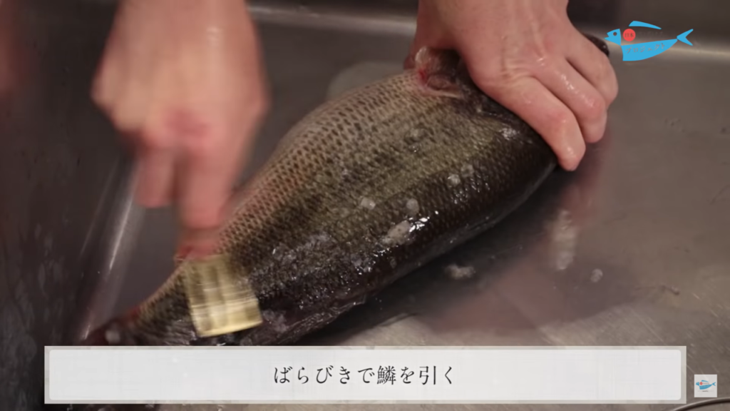 ブラックバスのさばき方 How To Filet Black Bass 日本さばけるプロジェクト 日本さばけるプロジェクト