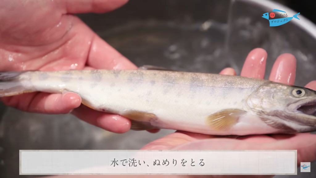 山女魚 やまめ のさばき方 串打ち How To Filet Kind Of Trout Fish Ver Kushi Uchi 日本さばけるプロジェクト 日本さばけるプロジェクト