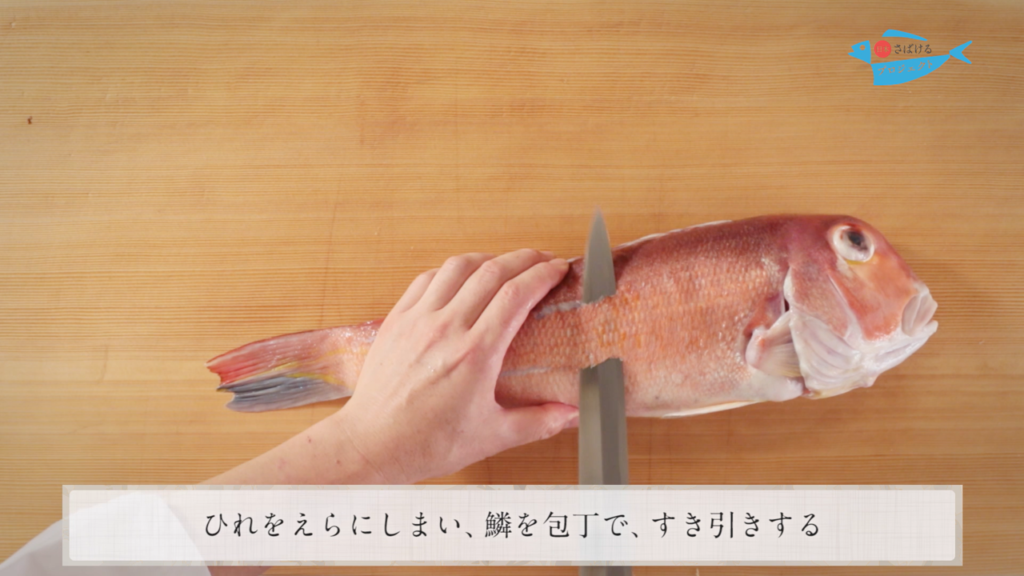 甘鯛 あまだい のさばき方 How To Filet Tilefish 日本さばけるプロジェクト 日本さばけるプロジェクト