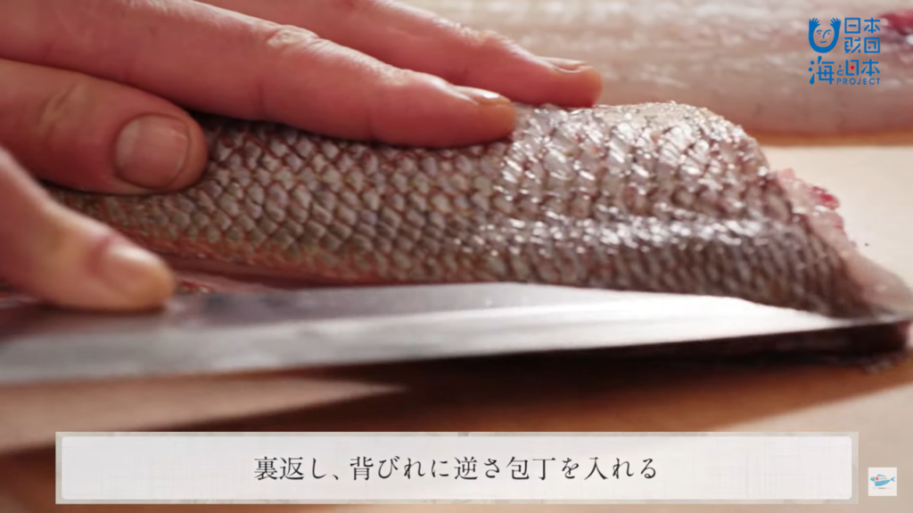 真鯛 まだい のさばき方 活け締め How To Filet Red Sea Bream Ver Ikejime 日本さばけるプロジェクト 日本さばけるプロジェクト