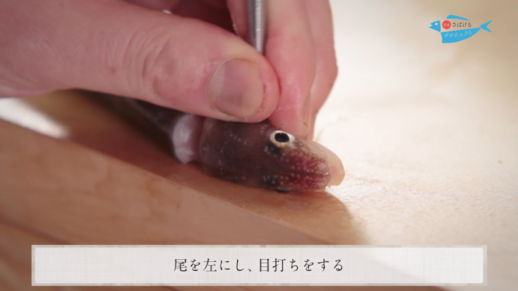 穴子 あなご のさばき方 How To Filet Conger Eel 日本さばけるプロジェクト 日本さばけるプロジェクト