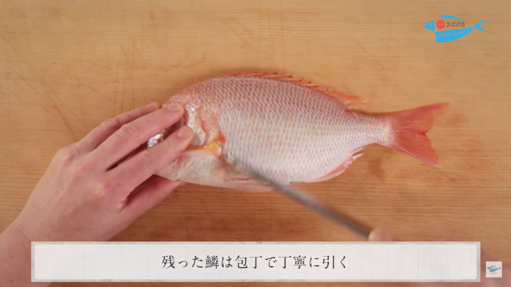 連子鯛 れんこだい のさばき方 How To Filet Dentex Tumifrons 日本さばけるプロジェクト 日本さばけるプロジェクト