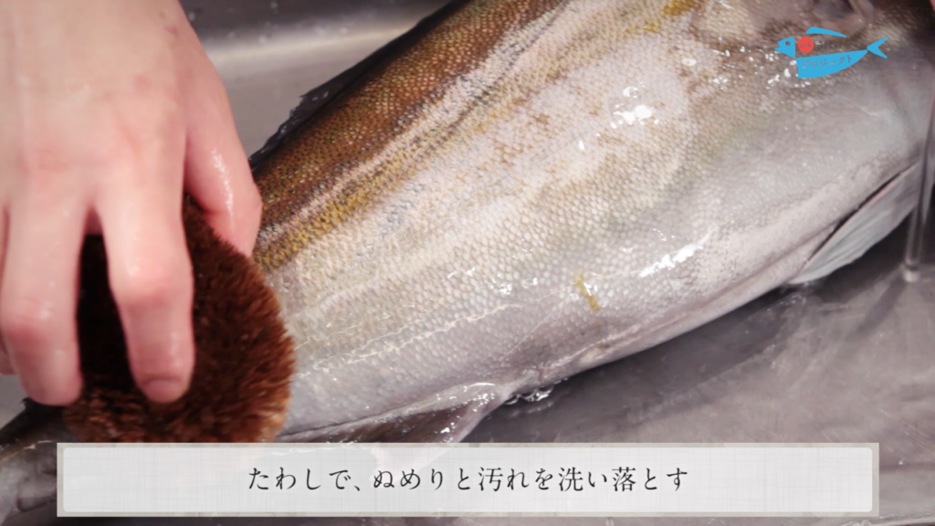 間八 かんぱち のさばき方 How To Filet Greater Amberjack 日本さばけるプロジェクト 日本さばけるプロジェクト