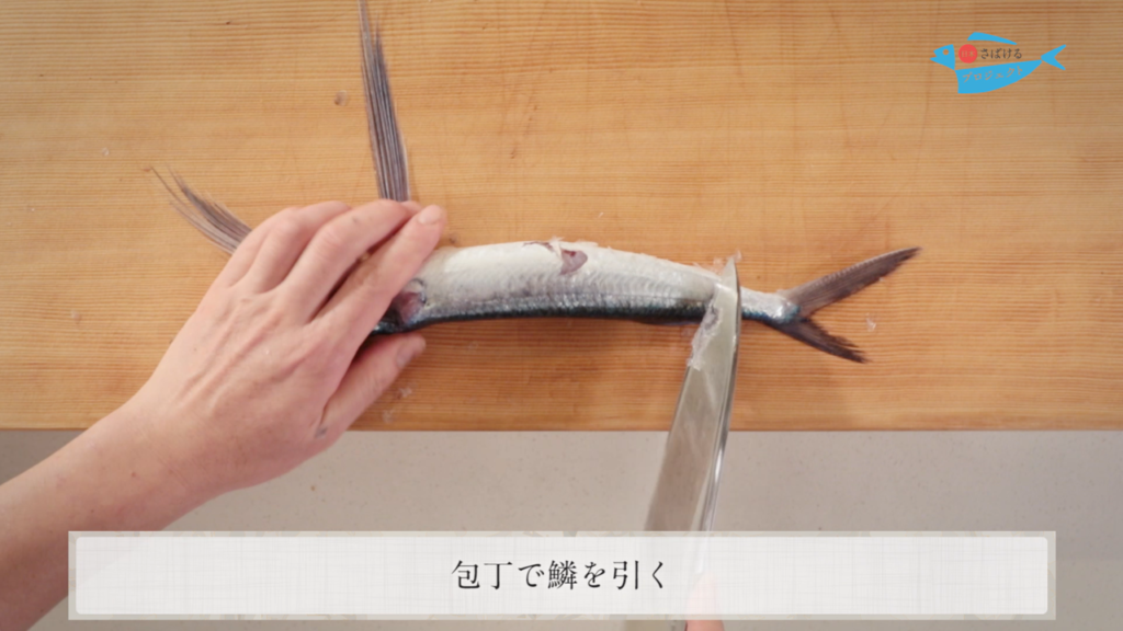 飛魚 とびうお のさばき方 How To Filet Flying Fish 日本さばけるプロジェクト 日本さばけるプロジェクト