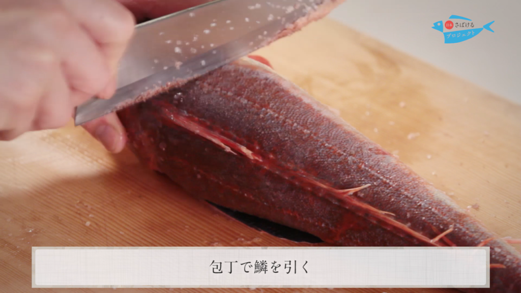 魴鮄 ほうぼう のさばき方 How To Filet Bluefin Searobin 日本さばけるプロジェクト 日本さばけるプロジェクト