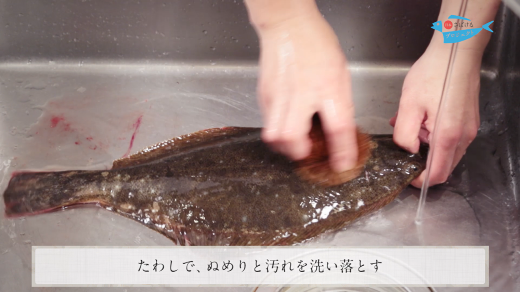 鮃 ひらめ のさばき方 How To Filet Olive Flounder 日本さばけるプロジェクト 日本さばけるプロジェクト