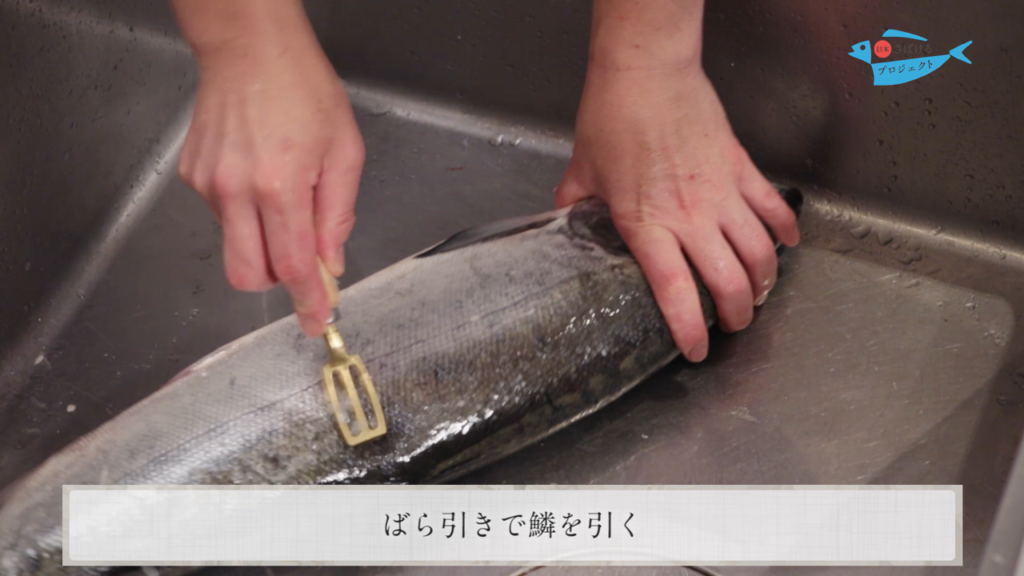 鮭 さけ のさばき方 How To Filet Salmon 日本さばけるプロジェクト 日本さばけるプロジェクト