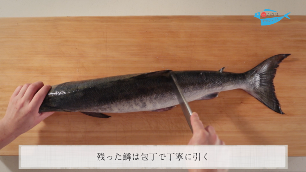 鮭 さけ のさばき方 How To Filet Salmon 日本さばけるプロジェクト 日本さばけるプロジェクト