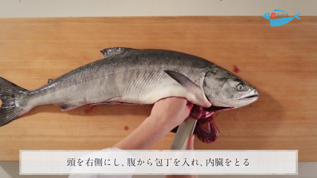 鮭 さけ のさばき方 How To Filet Salmon 日本さばけるプロジェクト 日本さばけるプロジェクト