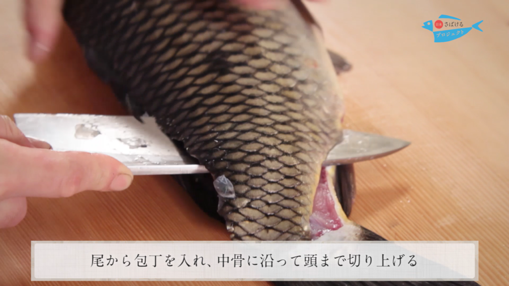 鯉 こい のさばき方 How To Filet Carp 日本さばけるプロジェクト 日本さばけるプロジェクト