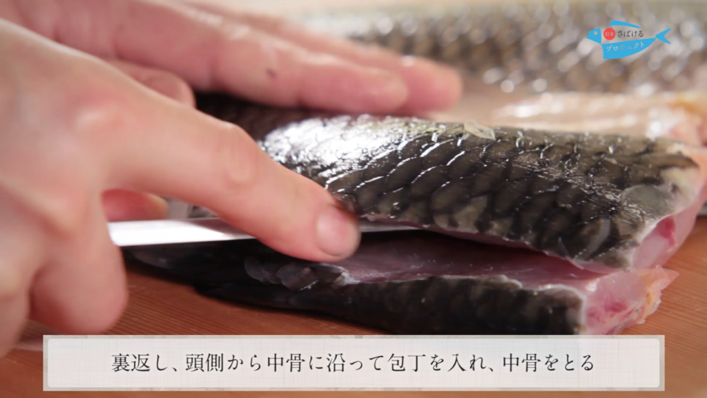 鯉 こい のさばき方 How To Filet Carp 日本さばけるプロジェクト 日本さばけるプロジェクト