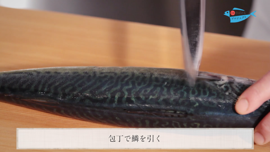 鯖 さば のさばき方 How To Filet Mackerel 日本さばけるプロジェクト 日本さばけるプロジェクト