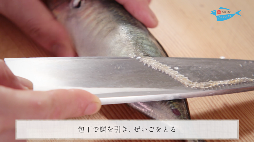 鯵 あじ のさばき方 フライ用 背開き How To Filet Horse Mackerel Ver Sebiraki For Deep Fry 日本さばけるプロジェクト 日本さばけるプロジェクト