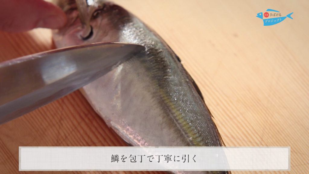 鯵 あじ のさばき方 干物用 背開き How To Filet Horse Mackerel Ver Sebiraki 日本さばけるプロジェクト 日本さばけるプロジェクト