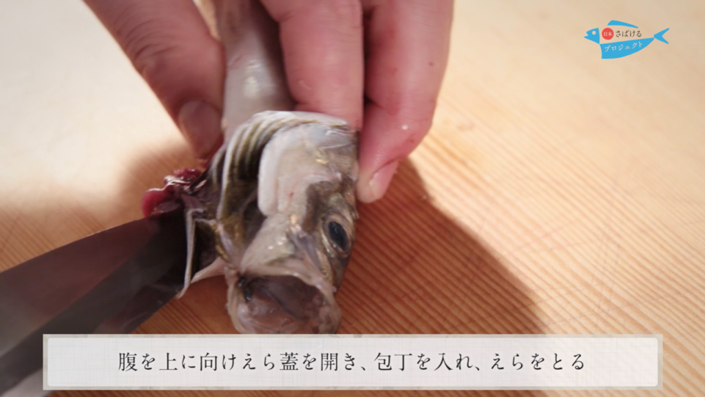 鯵 あじ のさばき方 干物用 背開き How To Filet Horse Mackerel Ver Sebiraki 日本さばけるプロジェクト 日本さばけるプロジェクト