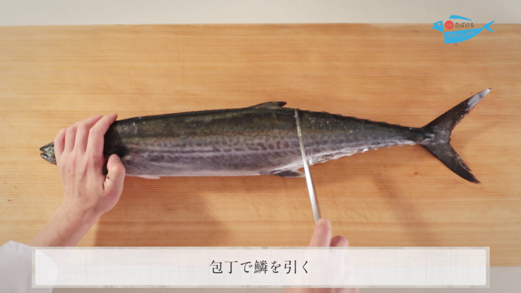 鰆 さわら のさばき方 How To Filet Japanese Spanish Mackerel 日本さばけるプロジェクト 日本さばけるプロジェクト