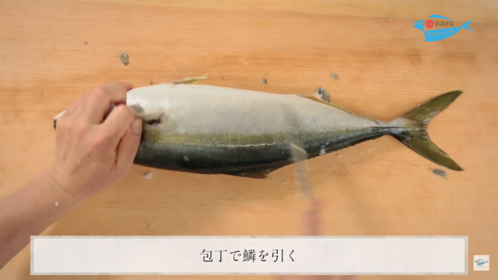 鰍 いなだ のさばき方 How To Filet Young Yellowtail 日本さばけるプロジェクト 日本さばけるプロジェクト