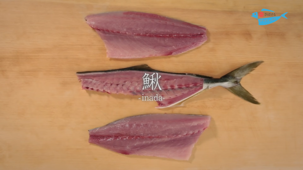 鰍 いなだ のさばき方 How To Filet Young Yellowtail 日本さばけるプロジェクト 日本さばけるプロジェクト