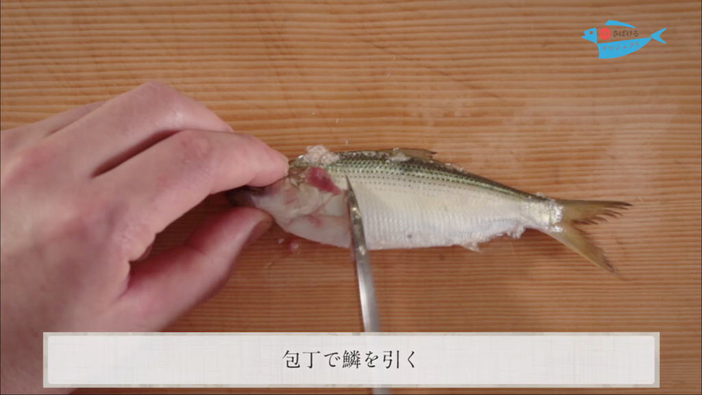 鰶 このしろ のさばき方 How To Filet Threadfin Shad 日本さばけるプロジェクト 日本さばけるプロジェクト