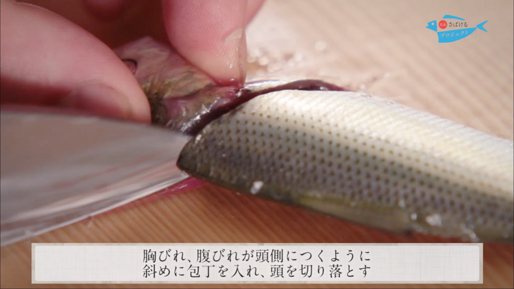 鰶 このしろ のさばき方 How To Filet Threadfin Shad 日本さばけるプロジェクト 日本さばけるプロジェクト