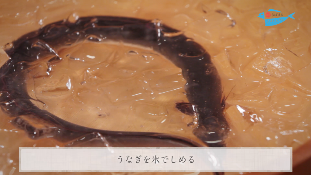 鰻 うなぎ のさばき方 串打ち How To Filet Japanese Eel Ver Kushi Uchi 日本さばけるプロジェクト 日本さばけるプロジェクト