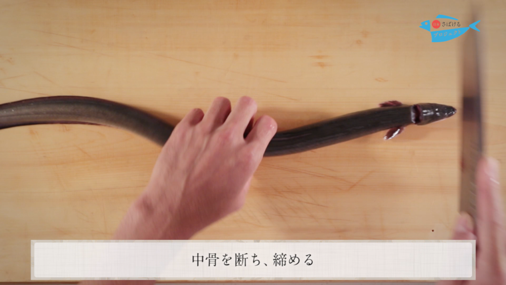 鰻 うなぎ のさばき方 串打ち How To Filet Japanese Eel Ver Kushi Uchi 日本さばけるプロジェクト 日本さばけるプロジェクト