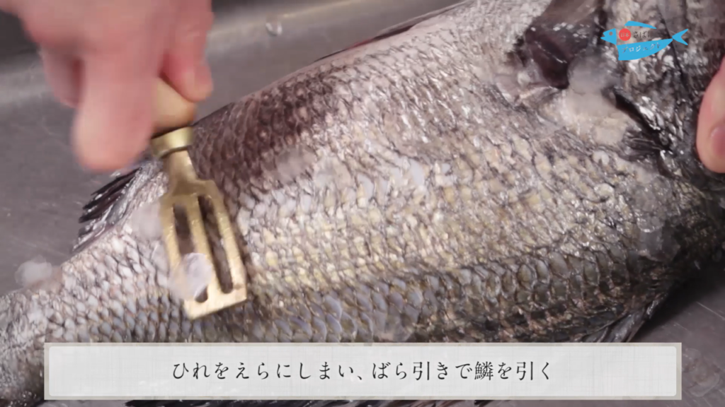 黒鯛 くろだい のさばき方 How To Filet Black Seabream 日本さばけるプロジェクト 日本さばけるプロジェクト