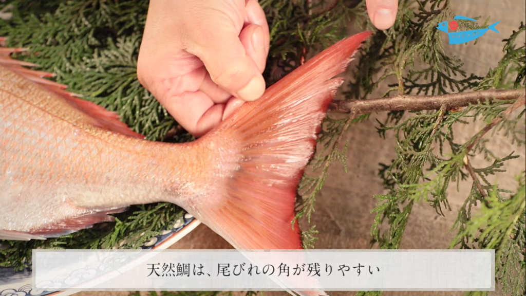 天然鯛と養殖鯛の見分け方 How To Distinguish Natural Sea Bream From Cultured One 日本さばけるプロジェクト 日本さばけるプロジェクト