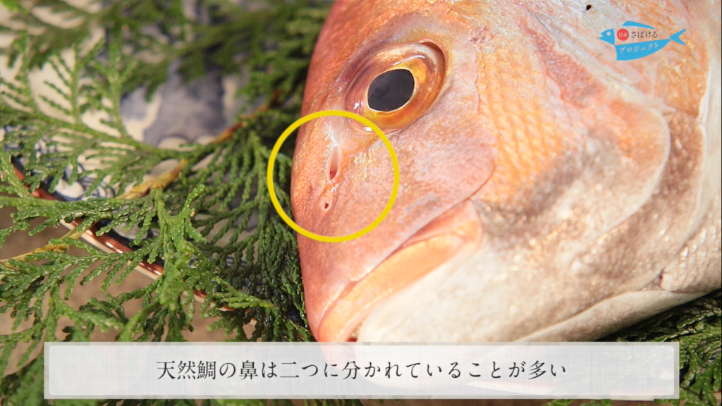 天然鯛と養殖鯛の見分け方 How To Distinguish Natural Sea Bream From Cultured One 日本さばけるプロジェクト 日本さばけるプロジェクト