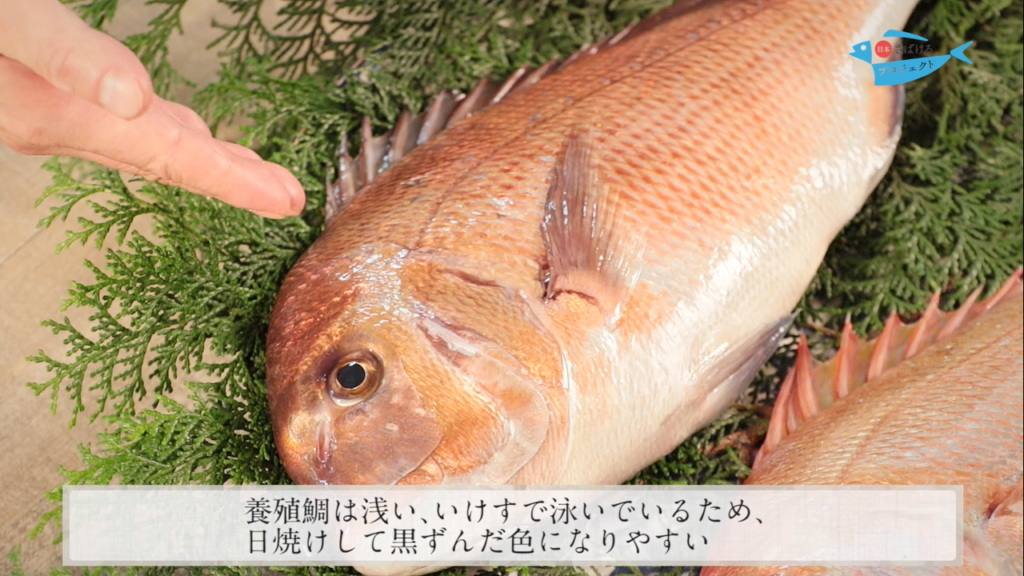 天然鯛と養殖鯛の見分け方 How To Distinguish Natural Sea Bream From Cultured One 日本さばけるプロジェクト 日本さばけるプロジェクト