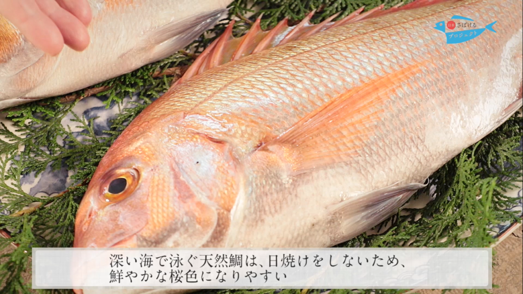 天然鯛と養殖鯛の見分け方 How To Distinguish Natural Sea Bream From Cultured One 日本さばけるプロジェクト 日本さばけるプロジェクト