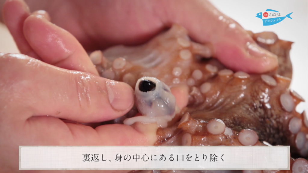 蛸 たこ のさばき方 How To Filet Octopus 日本さばけるプロジェクト 日本さばけるプロジェクト