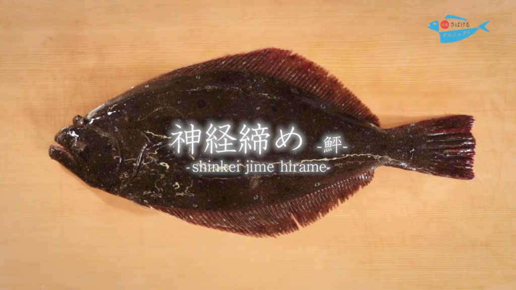 鮃 ひらめ の締め方 神経締め How To Shinkei Jime Olive Flounder 日本さばけるプロジェクト 日本さばけるプロジェクト