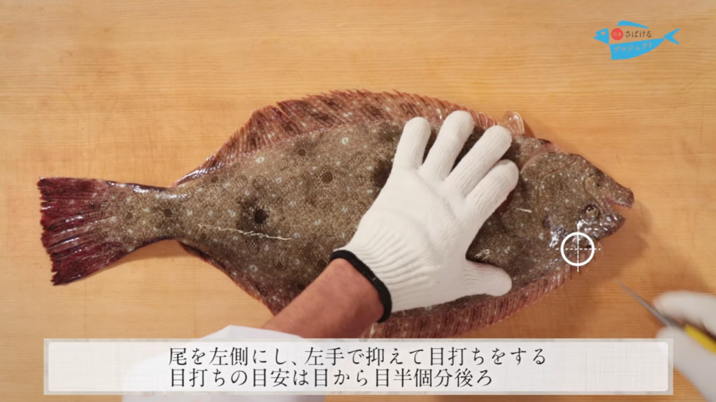 鮃 ひらめ の締め方 神経締め How To Shinkei Jime Olive Flounder 日本さばけるプロジェクト 日本さばけるプロジェクト