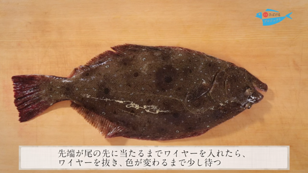 鮃 ひらめ の締め方 神経締め How To Shinkei Jime Olive Flounder 日本さばけるプロジェクト 日本さばけるプロジェクト