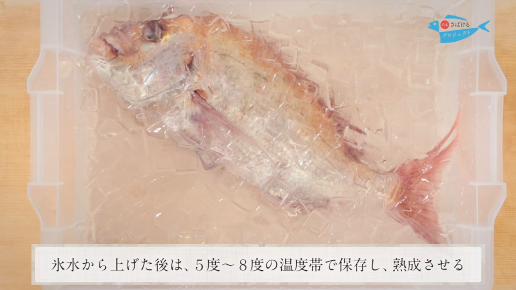 鯛 たい の締め方 神経締め How To Shinkei Jime Red Sea Bream 日本さばけるプロジェクト 日本さばけるプロジェクト