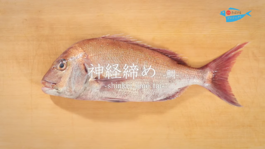 鯛 たい の締め方 神経締め How To Shinkei Jime Red Sea Bream 日本さばけるプロジェクト 日本さばけるプロジェクト