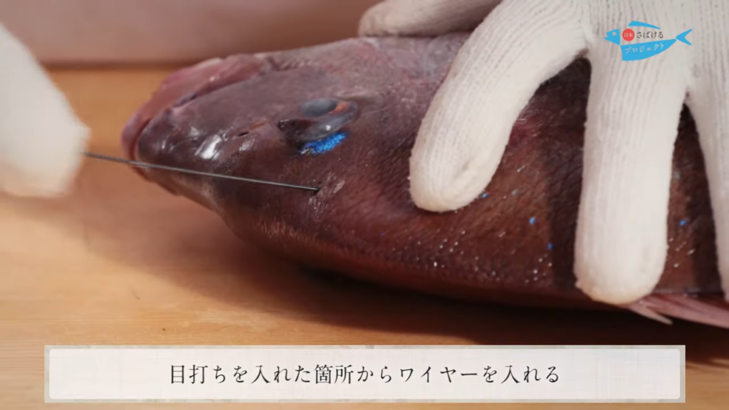 鯛 たい の締め方 神経締め How To Shinkei Jime Red Sea Bream 日本さばけるプロジェクト 日本さばけるプロジェクト