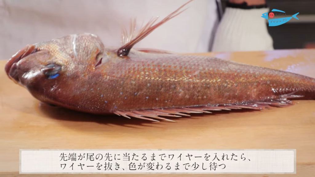 鯛 たい の締め方 神経締め How To Shinkei Jime Red Sea Bream 日本さばけるプロジェクト 日本さばけるプロジェクト